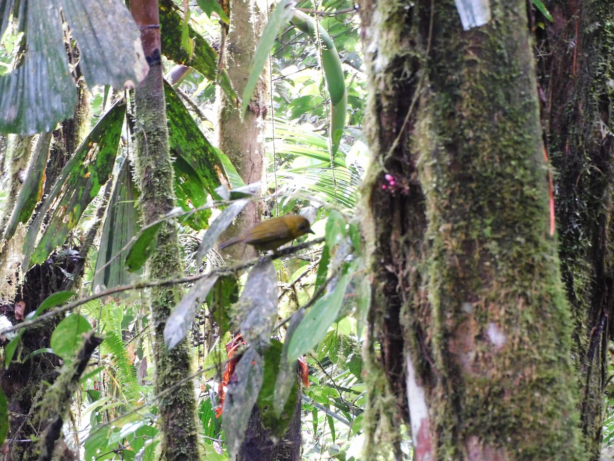 Carmiol's Tanager - ML639076935