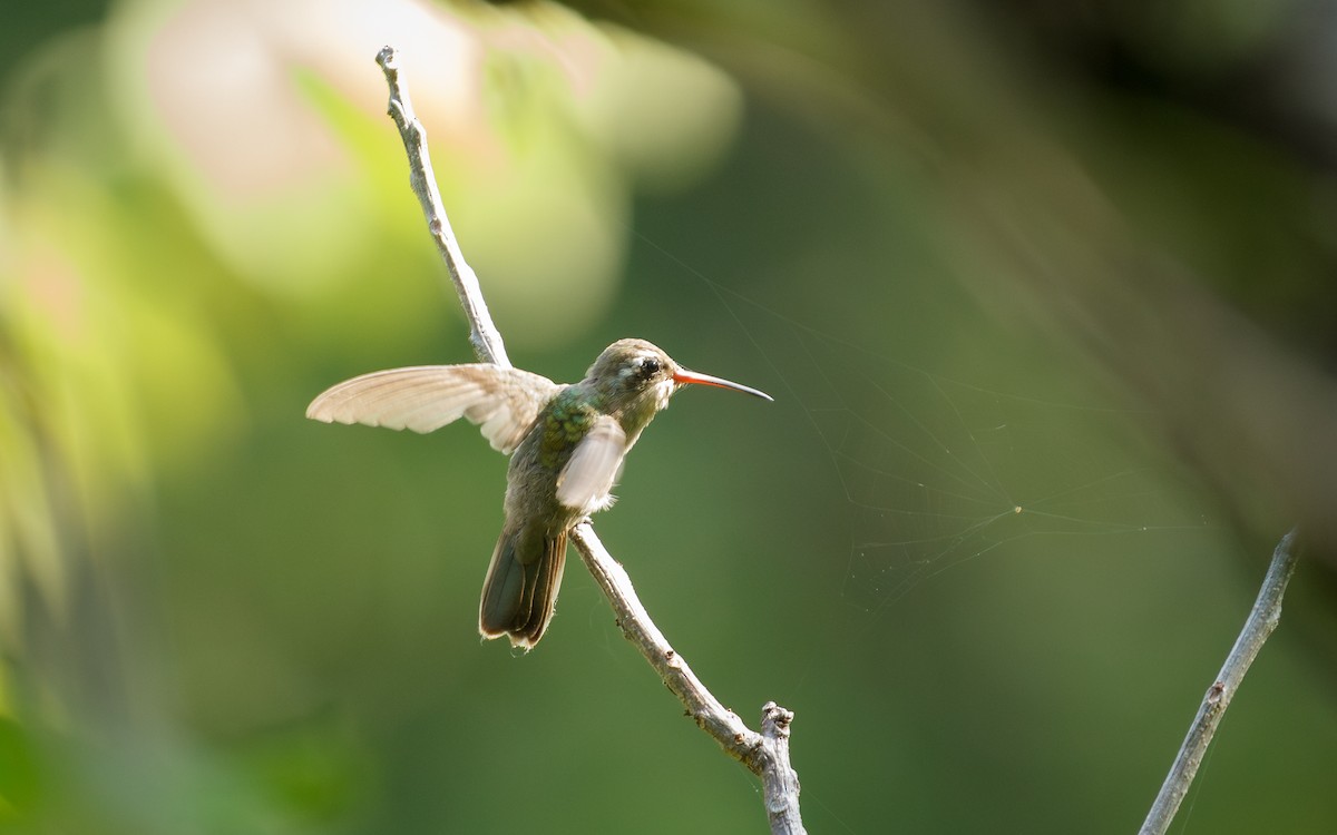 Dusky Hummingbird - ML639076943