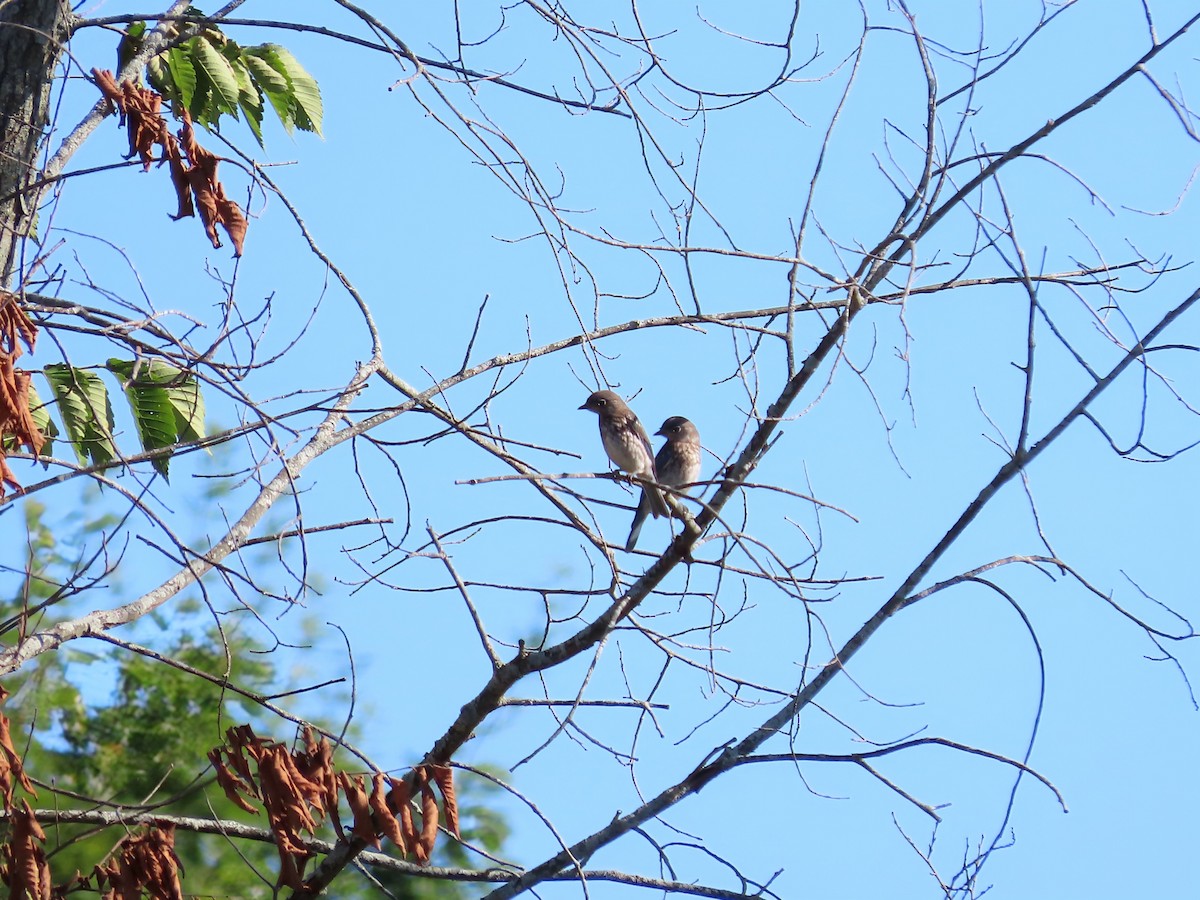 Eastern Bluebird - ML639076956