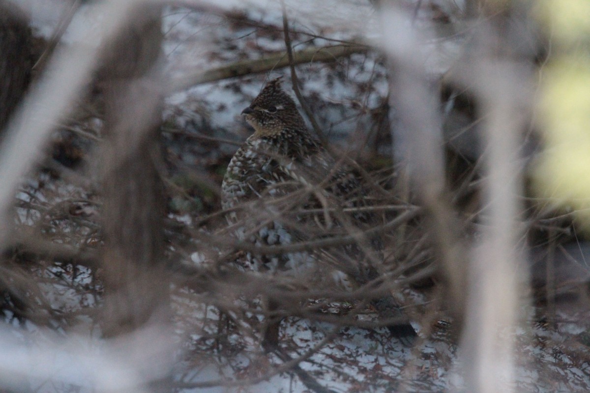 Ruffed Grouse - ML639076962