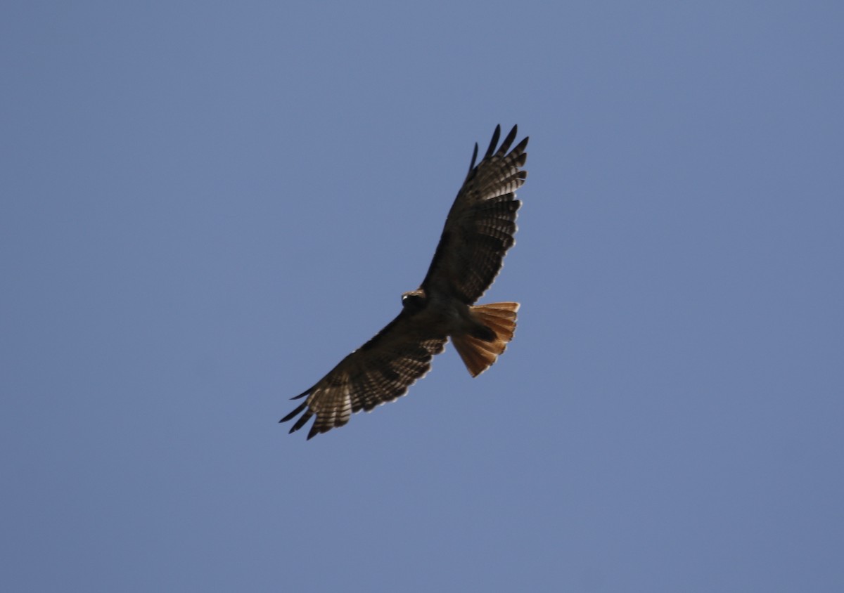 Red-tailed Hawk - ML639076963