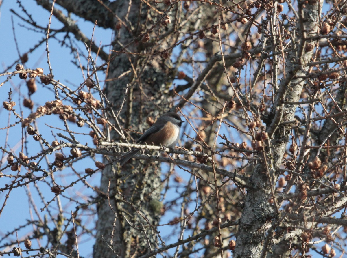 Boreal Chickadee - ML639076966