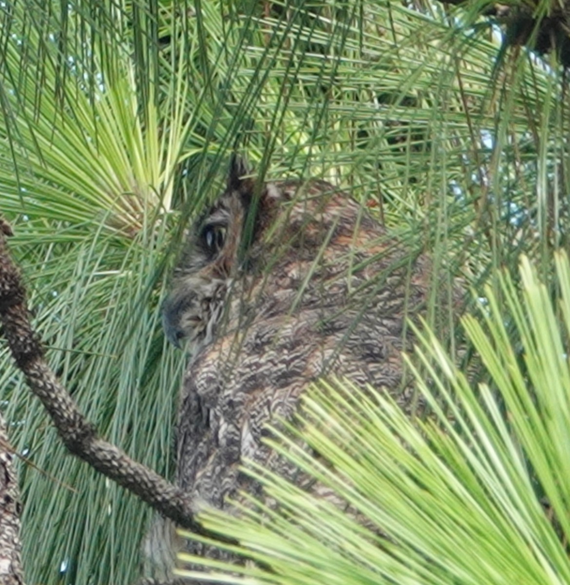 Great Horned Owl - ML639076968