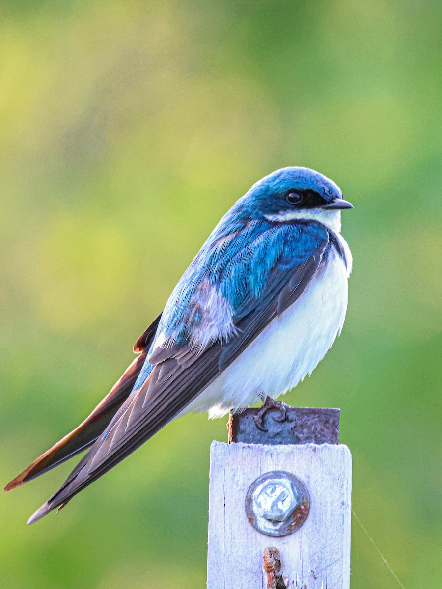 Tree Swallow - ML639076977