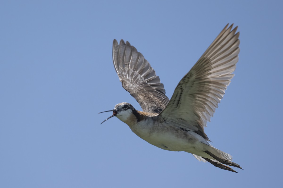 Wilson's Phalarope - ML639077051