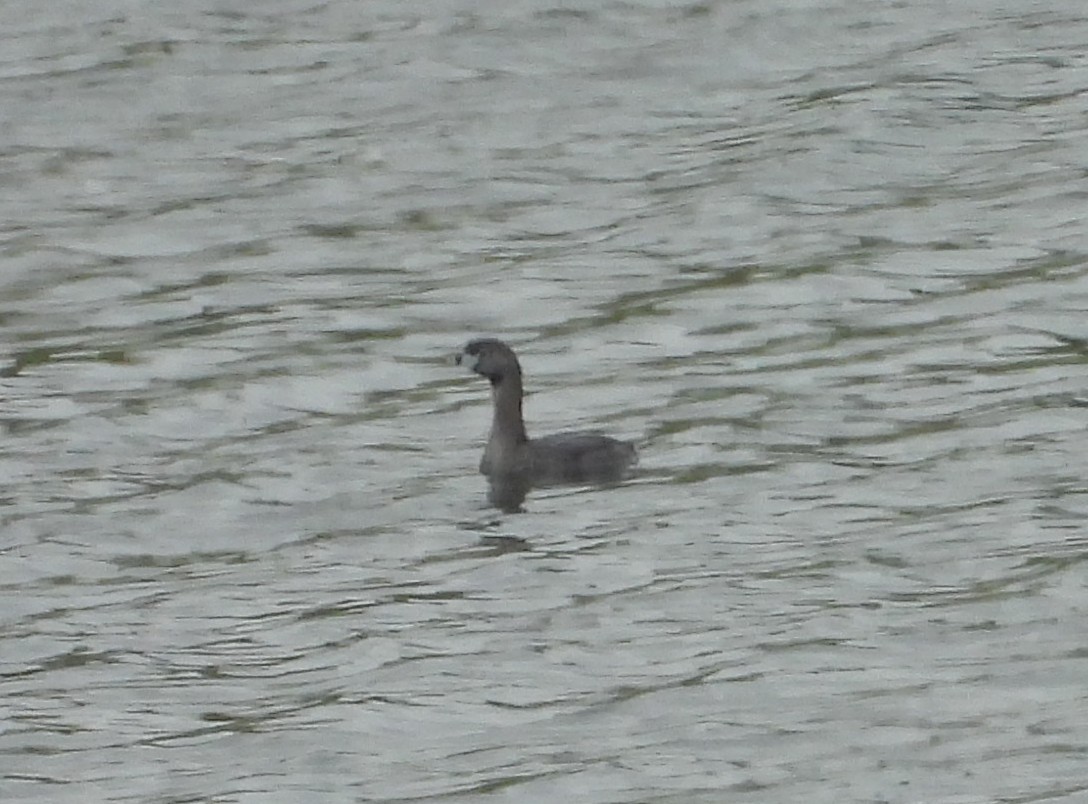 Pied-billed Grebe - ML639077074