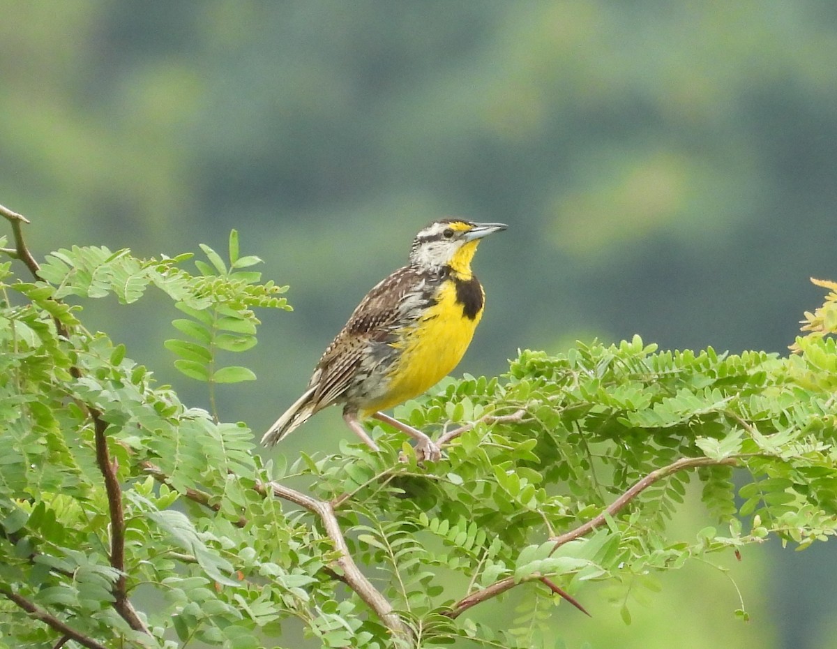 Eastern Meadowlark - ML639077097