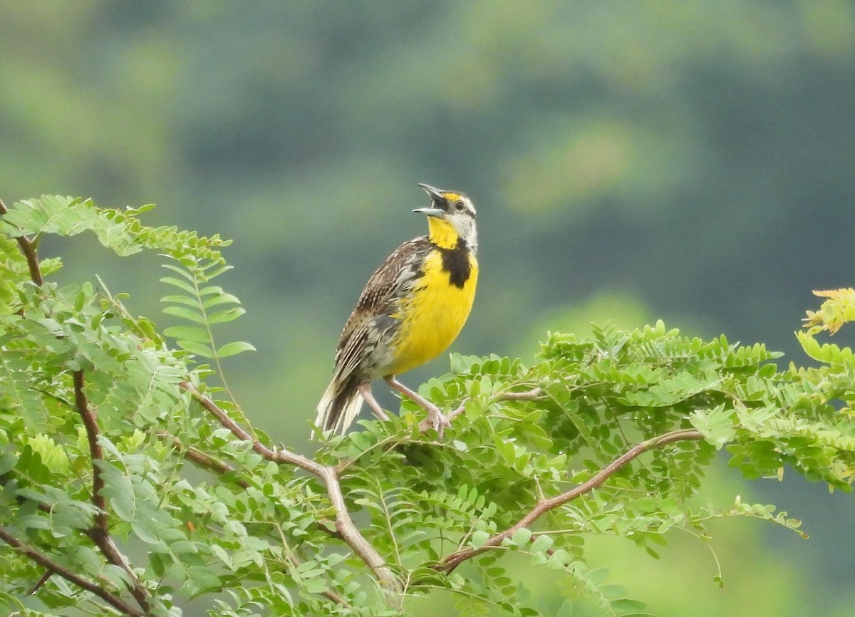 Eastern Meadowlark - ML639077098