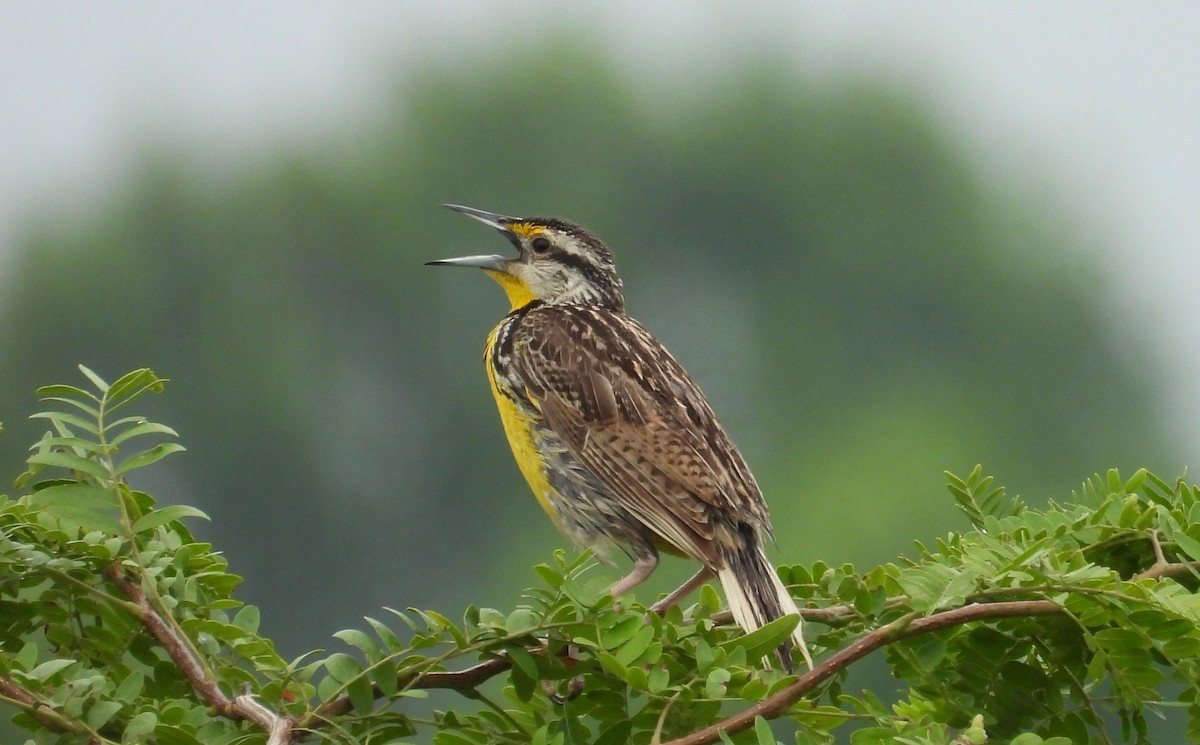 Eastern Meadowlark - ML639077099