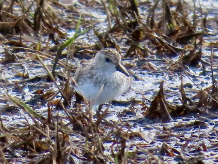 Semipalmated Sandpiper - ML639077113