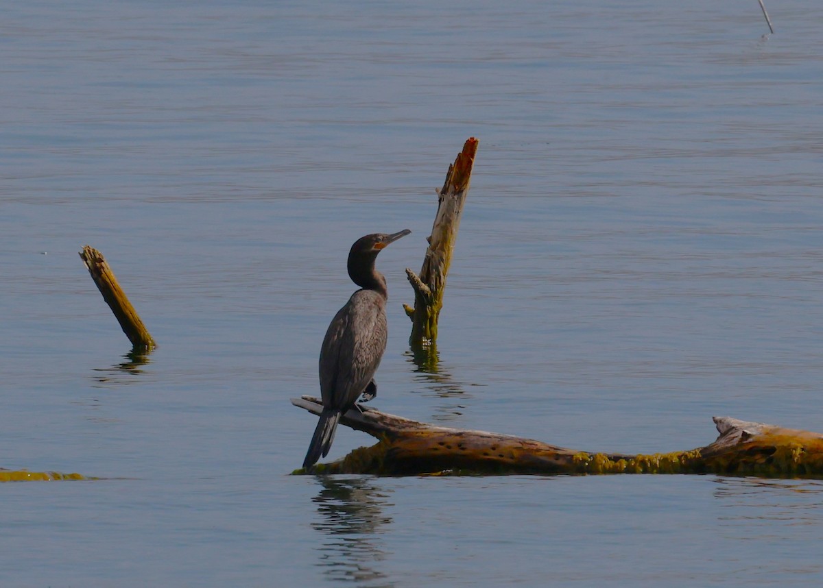 Neotropic Cormorant - ML639077129