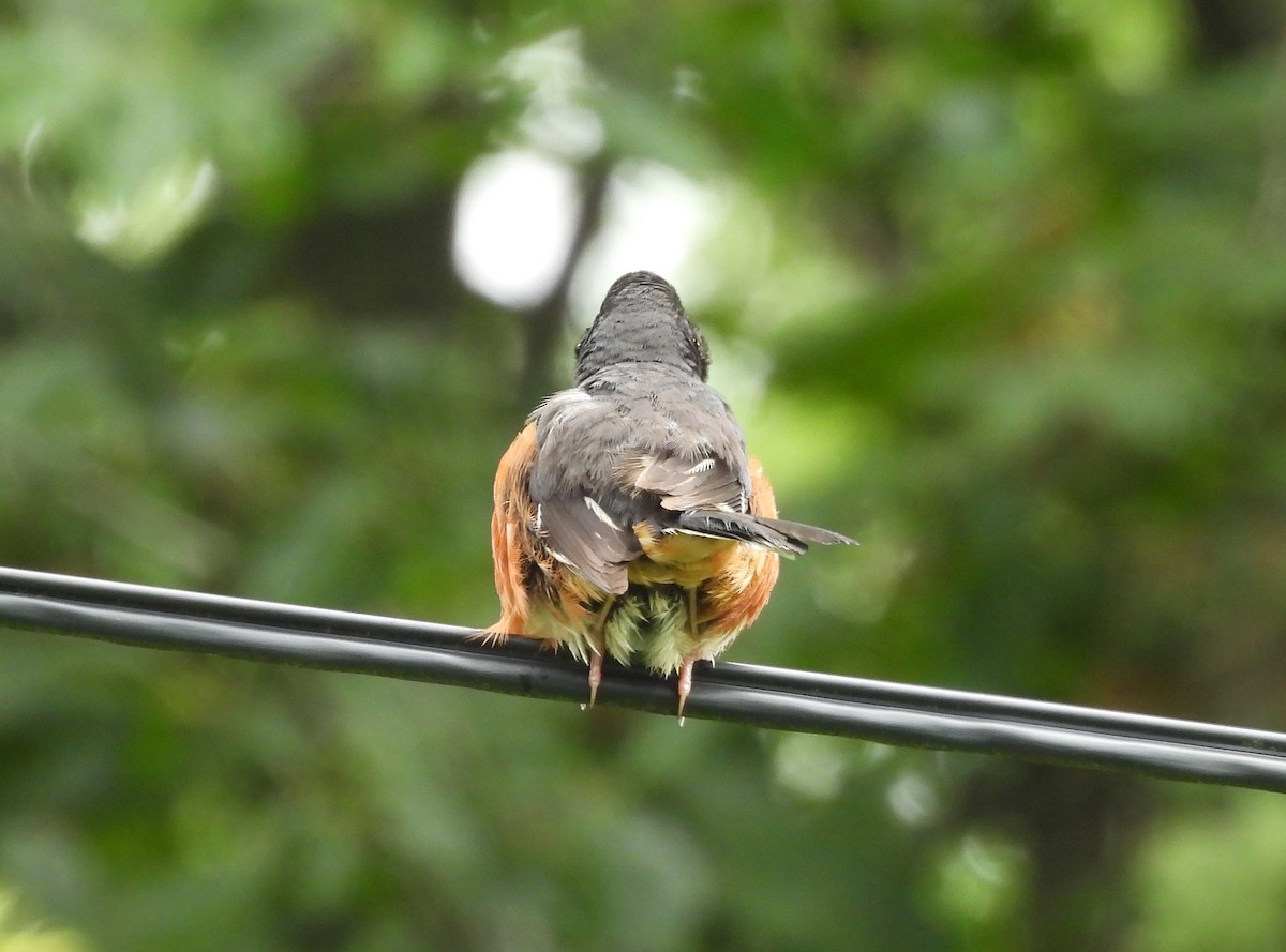 Eastern Towhee - ML639077137