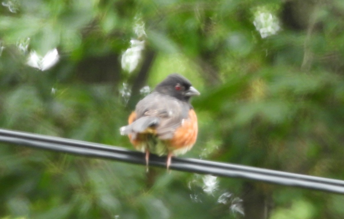 Eastern Towhee - ML639077138