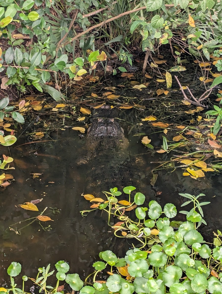 American Alligator - ML639077143