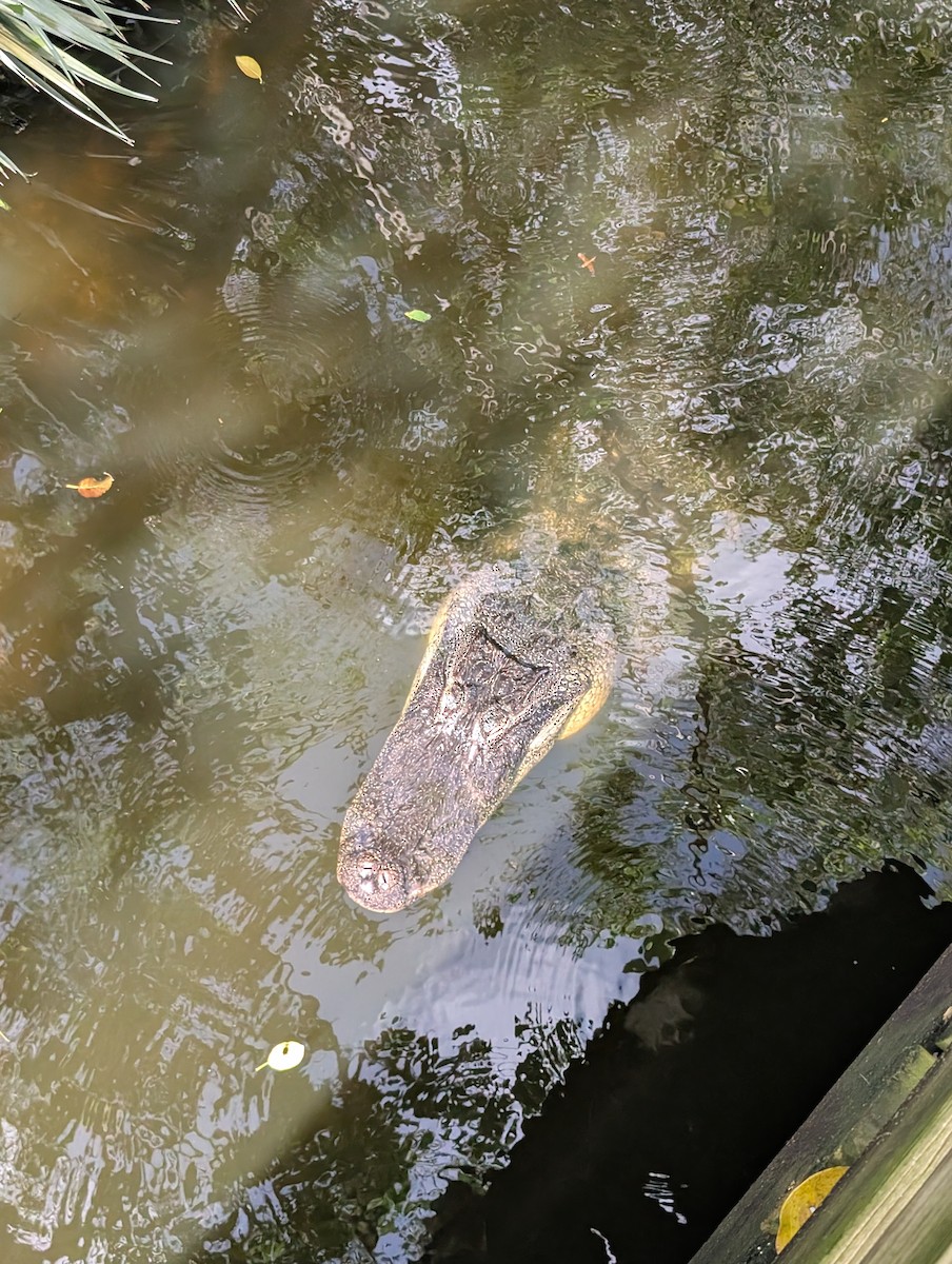 American Alligator - ML639077144