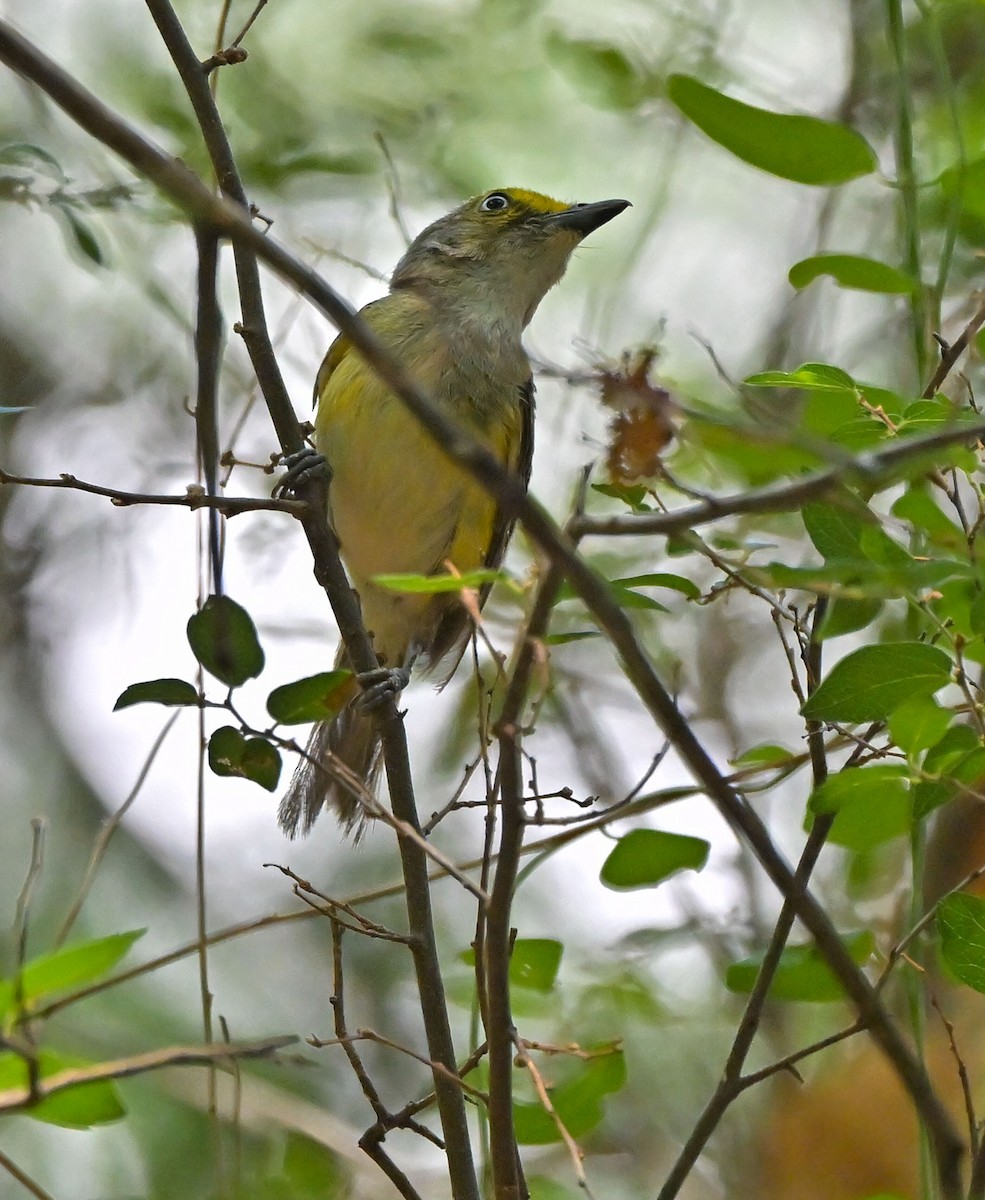 White-eyed Vireo - ML639077176