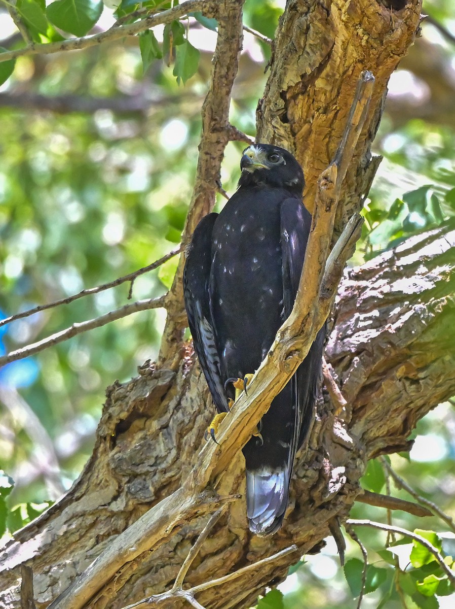 Zone-tailed Hawk - ML639077190