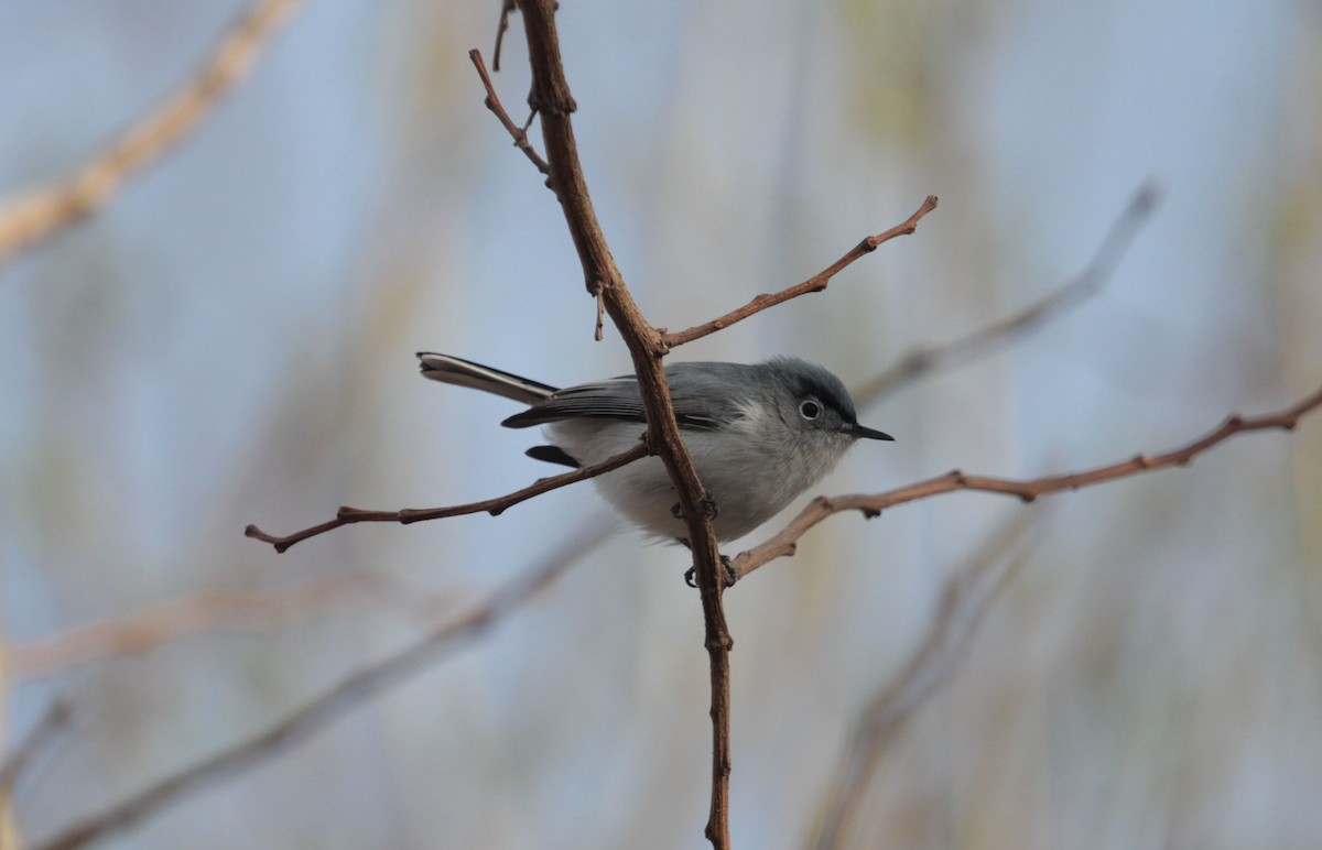 Blue-gray Gnatcatcher - ML639077191