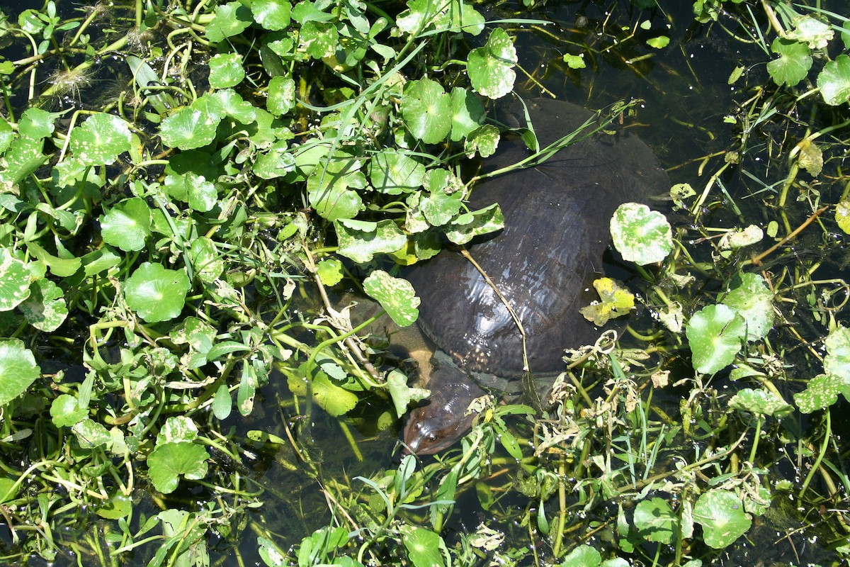 Florida Softshell Turtle - ML639077236