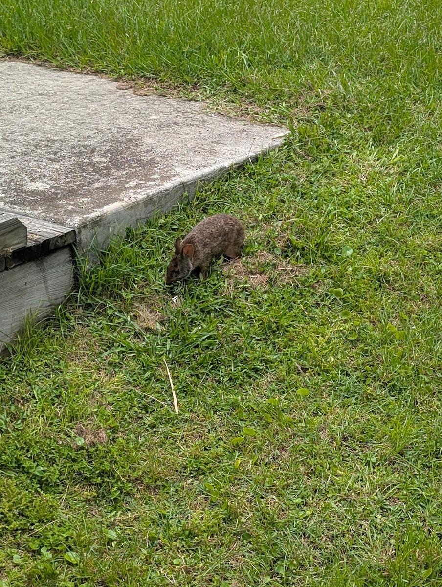 Marsh Rabbit - ML639077237