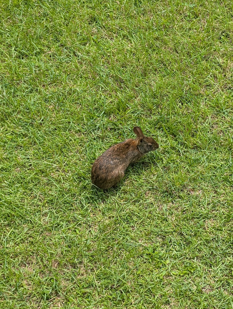 Marsh Rabbit - ML639077238