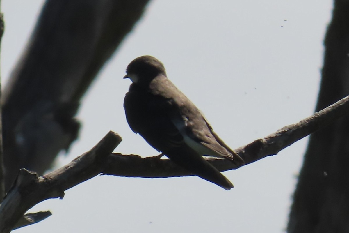 Tree Swallow - ML639077292