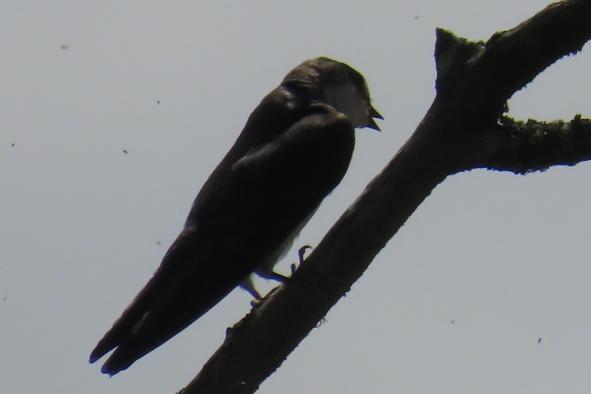 Tree Swallow - ML639077294