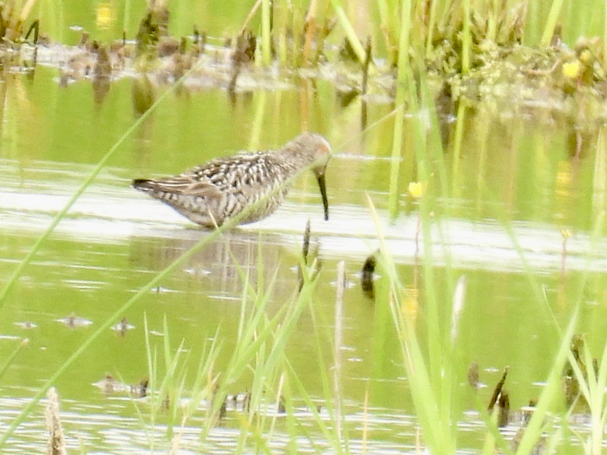Stilt Sandpiper - ML639077296
