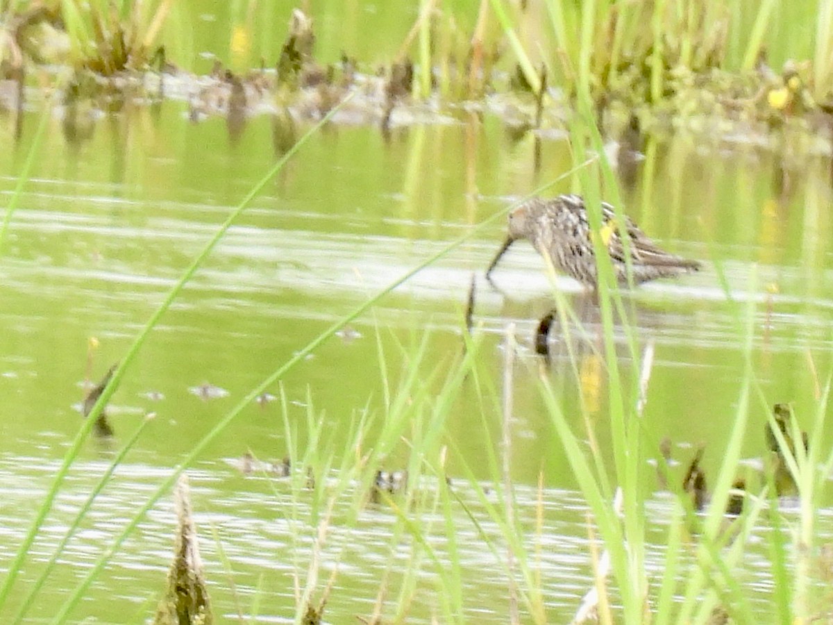 Stilt Sandpiper - ML639077297