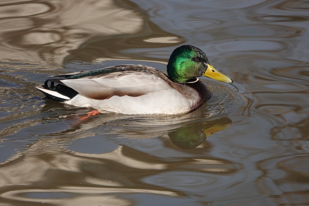 Mallard - ML639077354