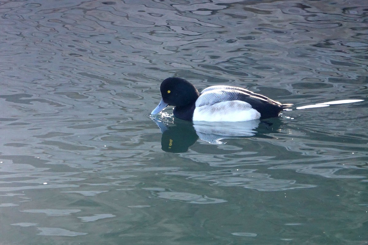 Greater Scaup - ML639077378