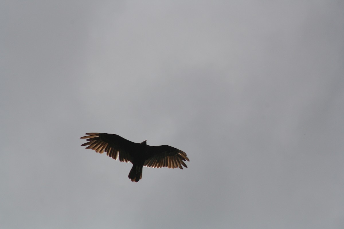 Turkey Vulture - ML639077416