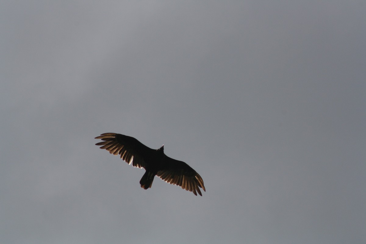 Turkey Vulture - ML639077440