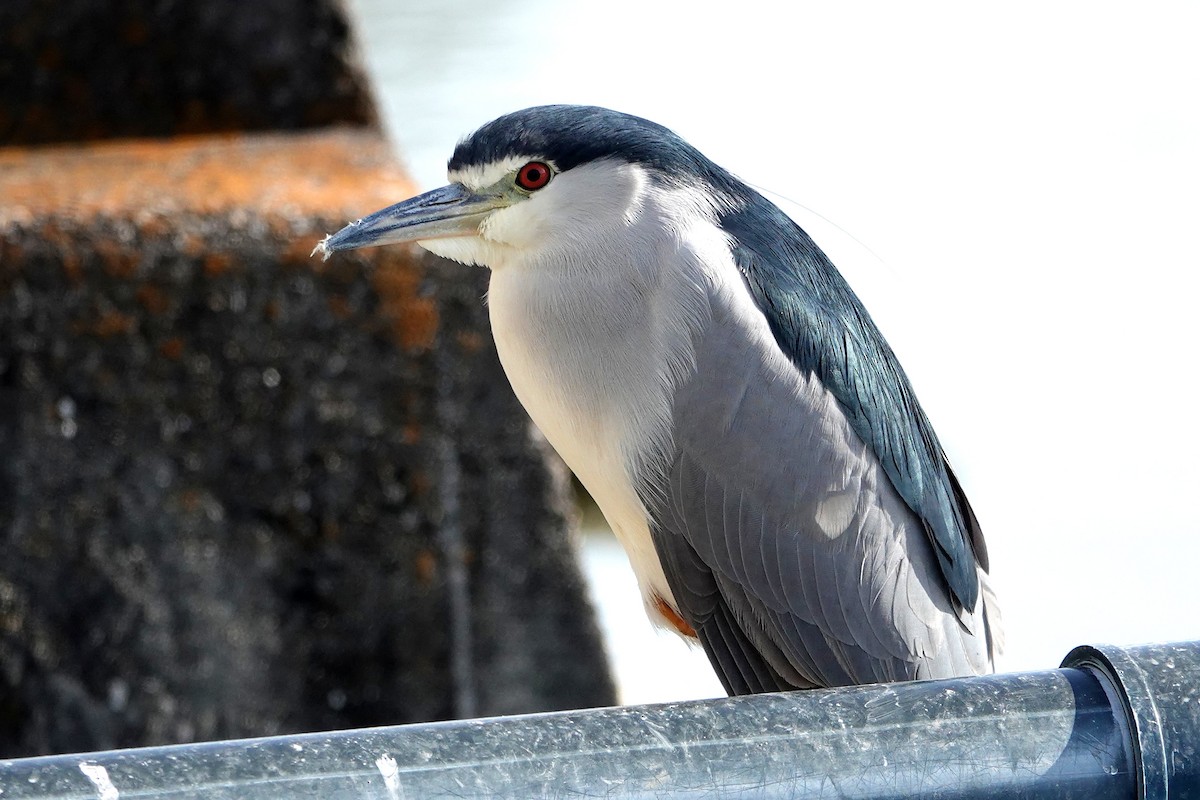 Black-crowned Night Heron - ML639077447