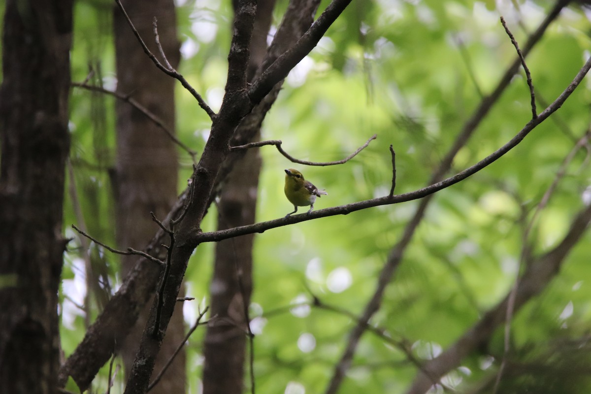 Yellow-throated Vireo - ML639077449