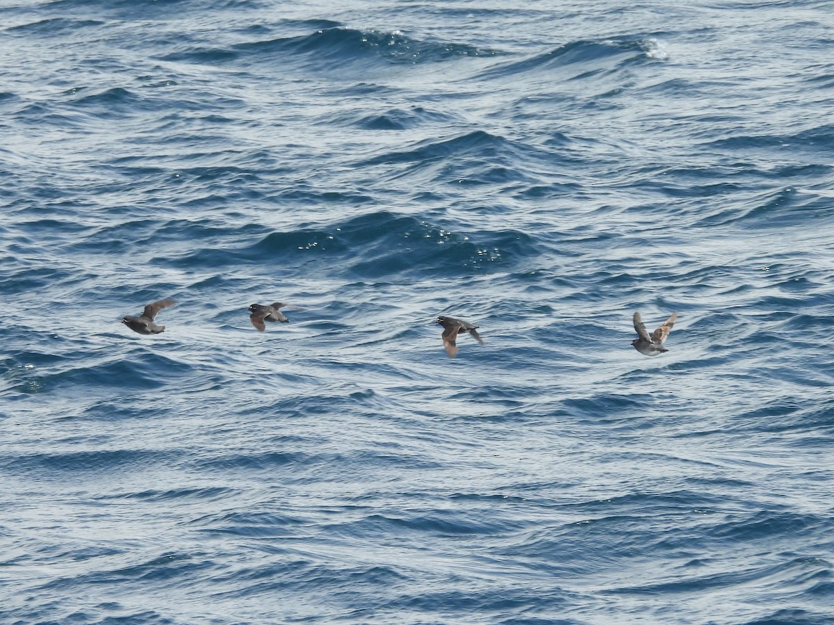 Whiskered Auklet - ML639077487