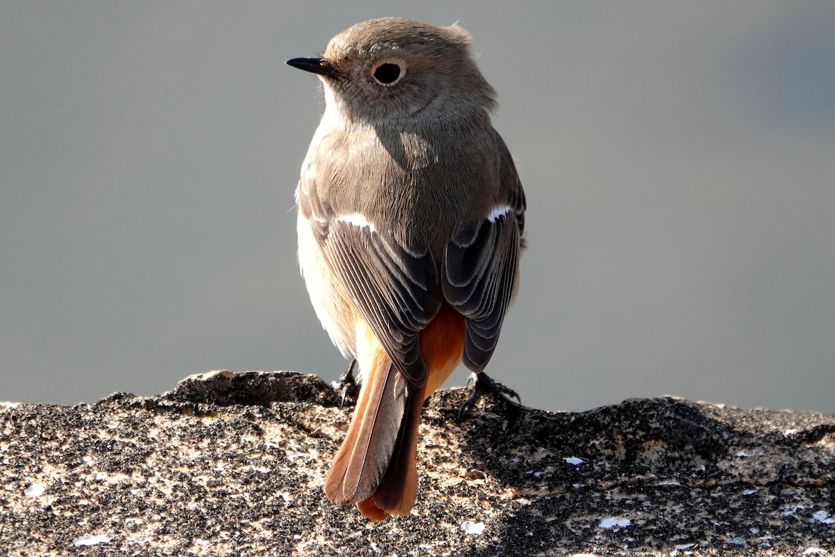 Daurian Redstart - ML639077492