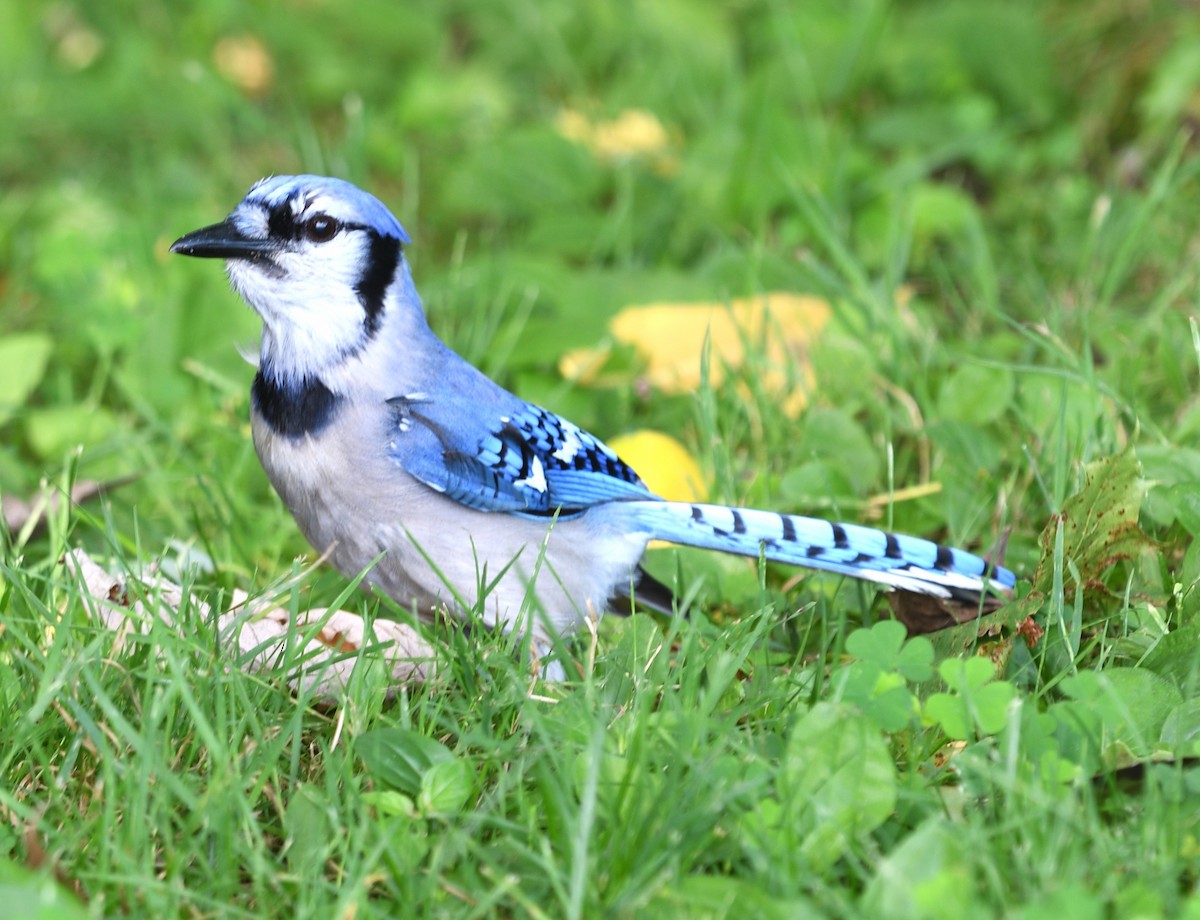 Blue Jay - ML639077493