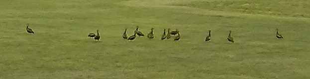 Black-bellied Whistling-Duck - ML639077521