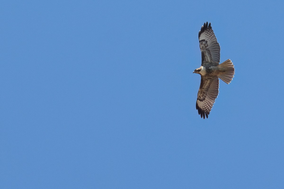 Red-tailed Hawk - ML639077546