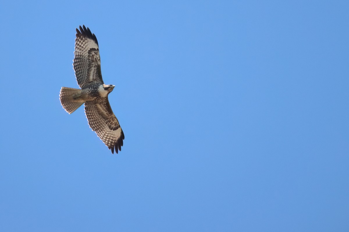 Red-tailed Hawk - ML639077547