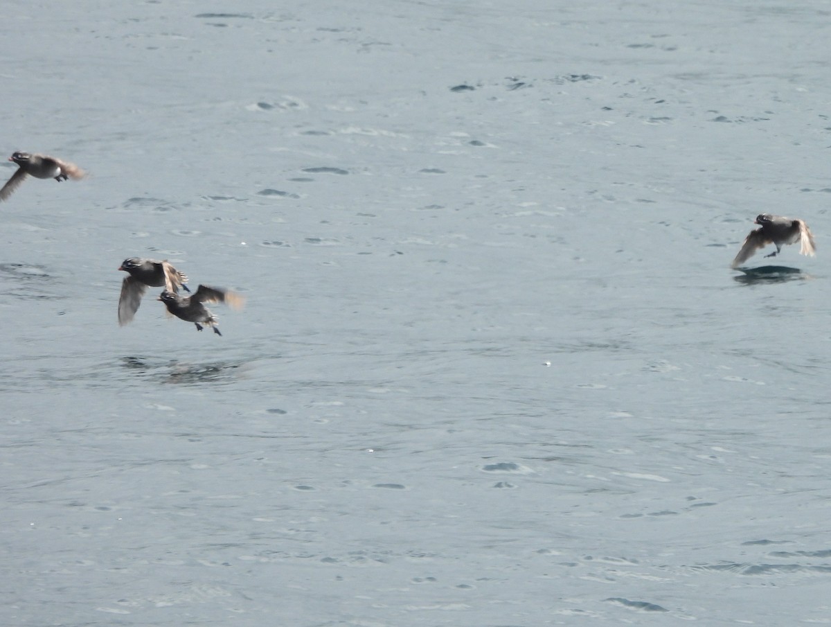 Whiskered Auklet - ML639077551
