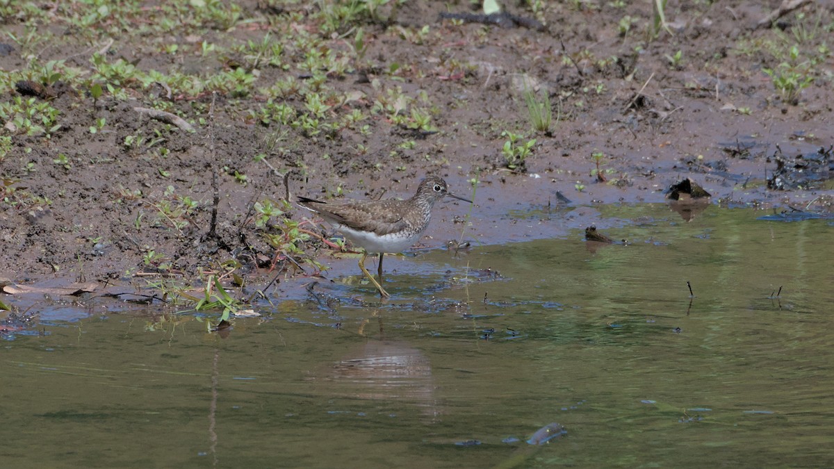Solitary Sandpiper - ML639077559