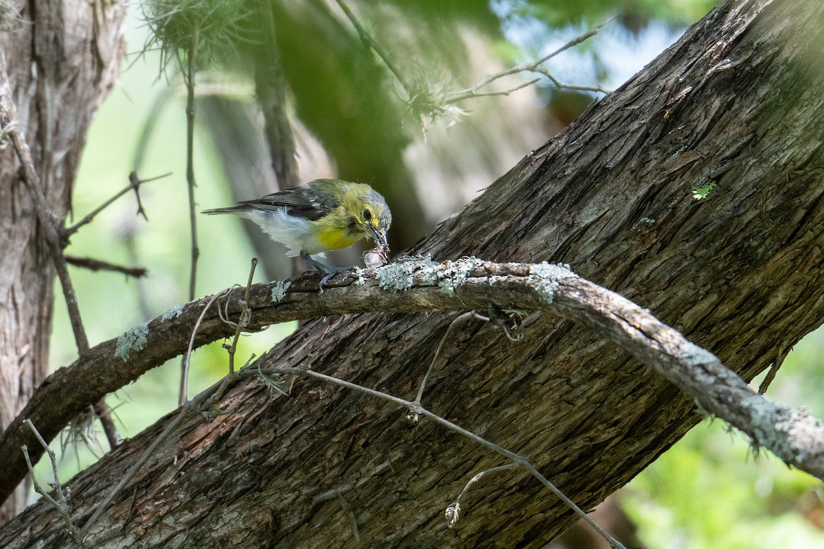 Yellow-throated Vireo - ML639077599