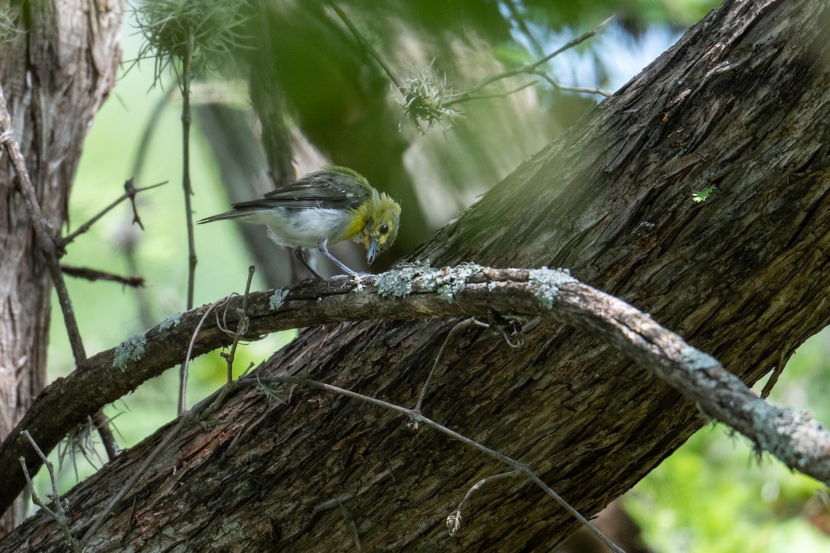 Yellow-throated Vireo - ML639077604