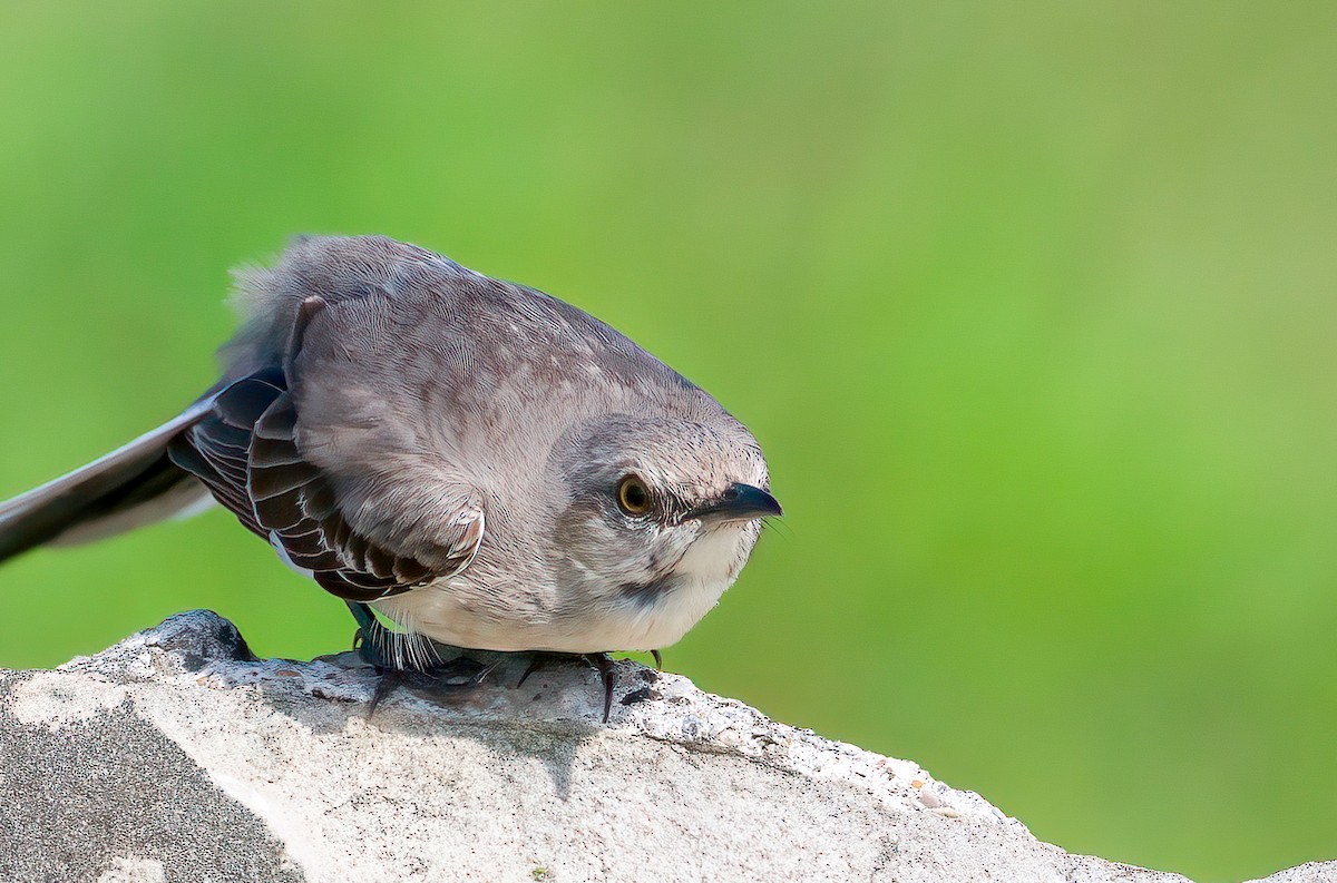 Northern Mockingbird - ML639077690