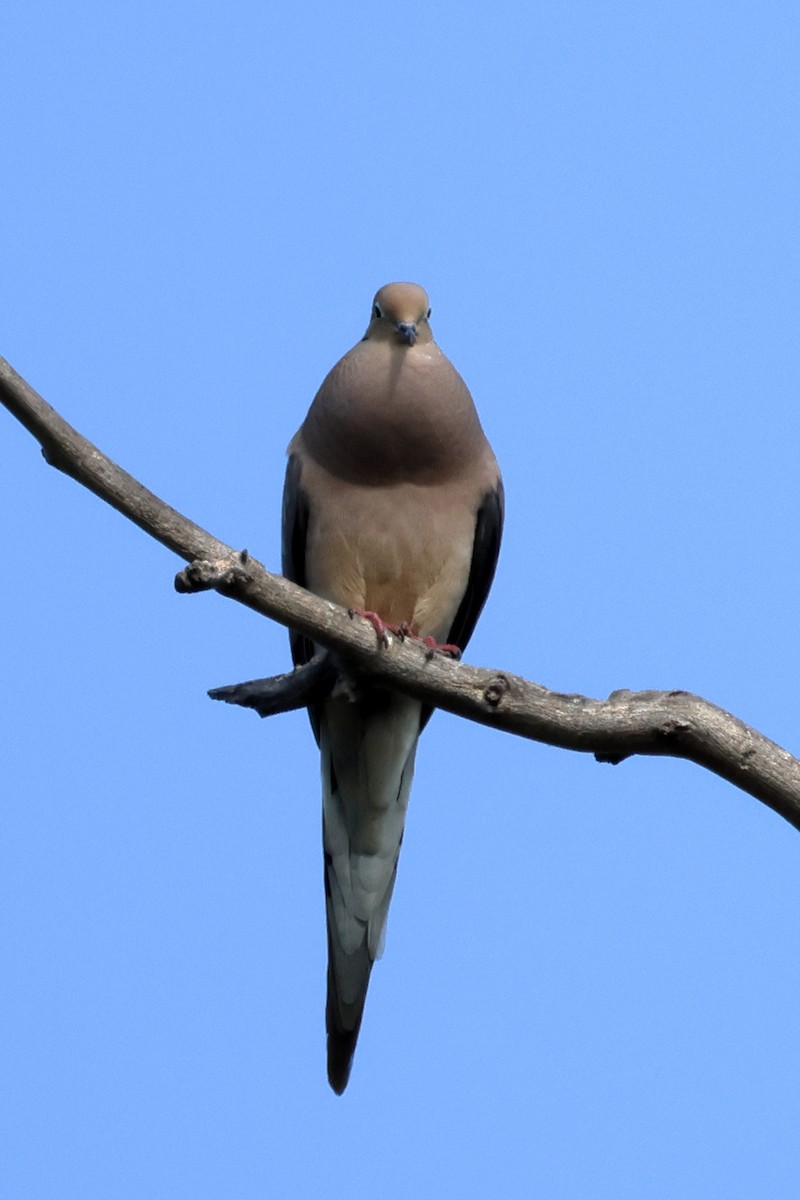 ナゲキバト - ML639077696