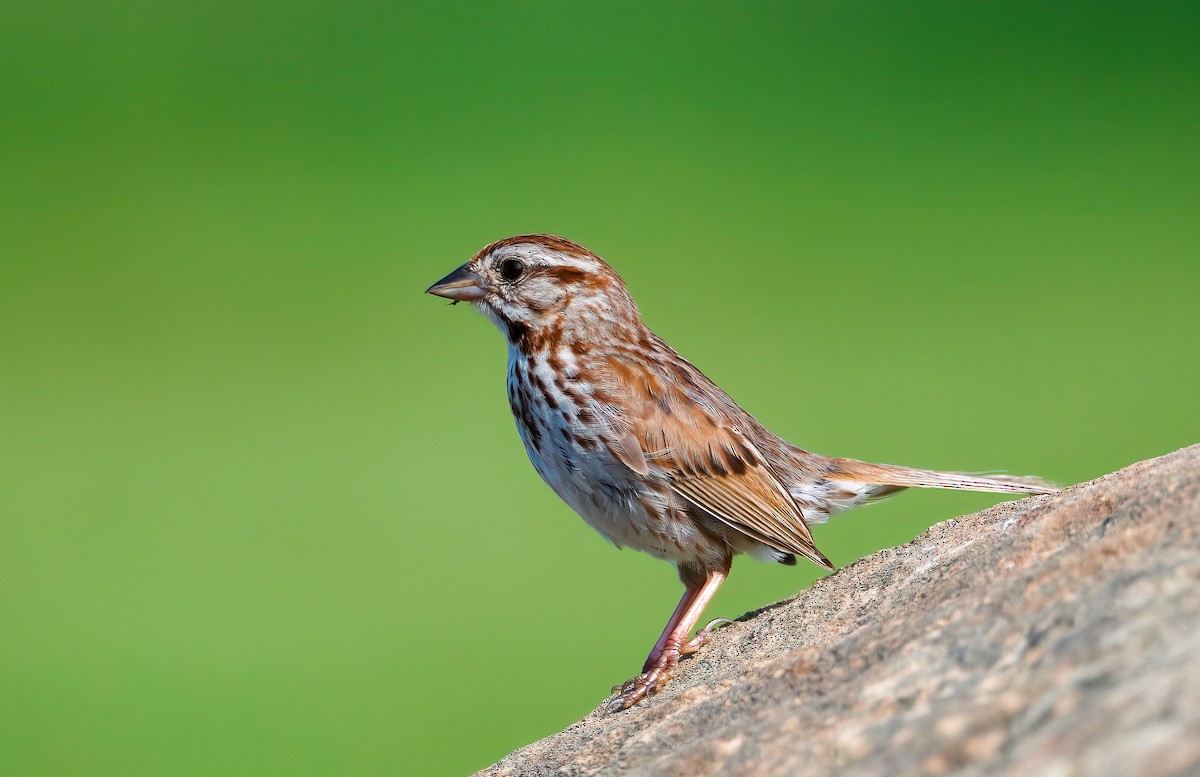 Song Sparrow - ML639077753