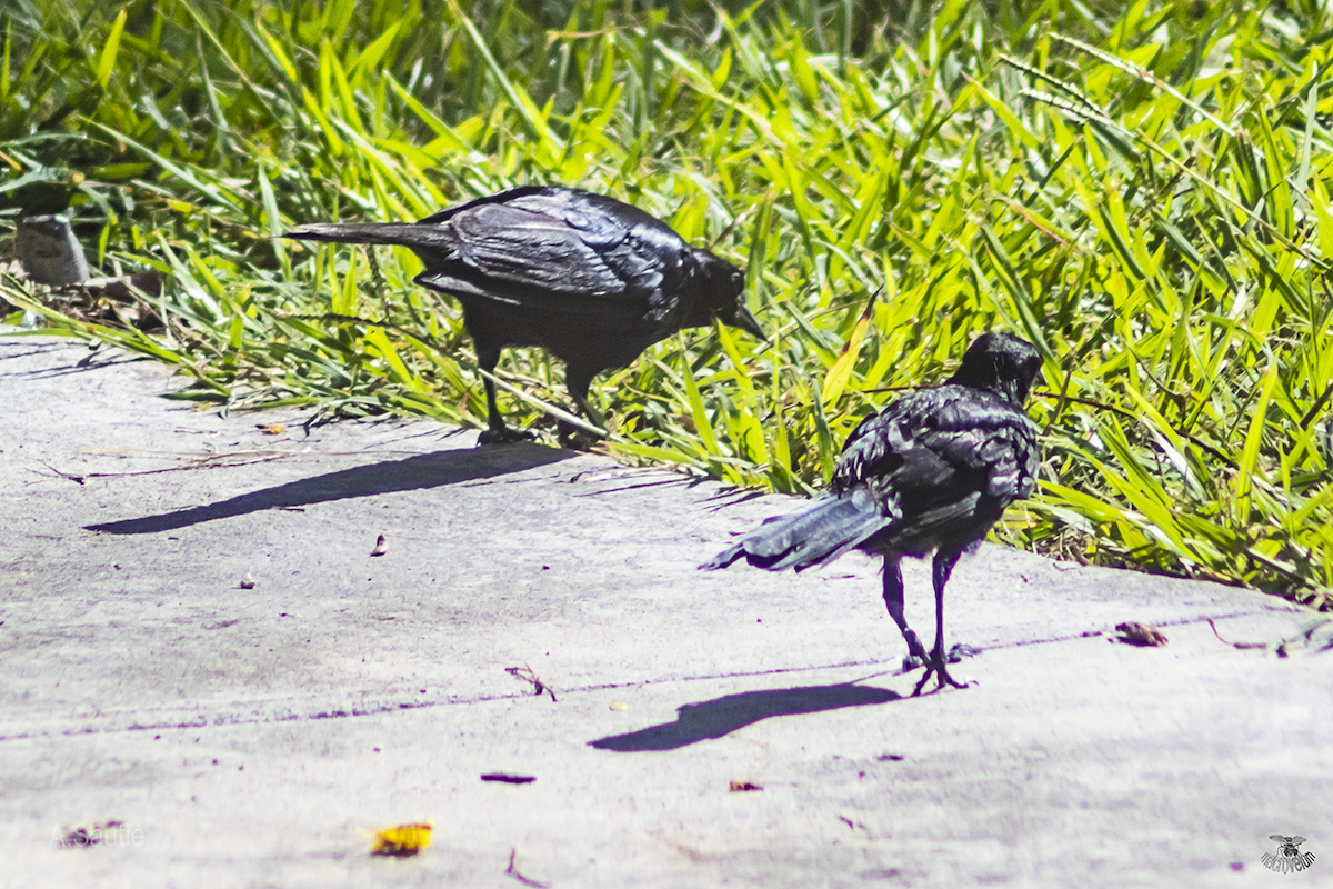 Cuban Blackbird - ML639077759