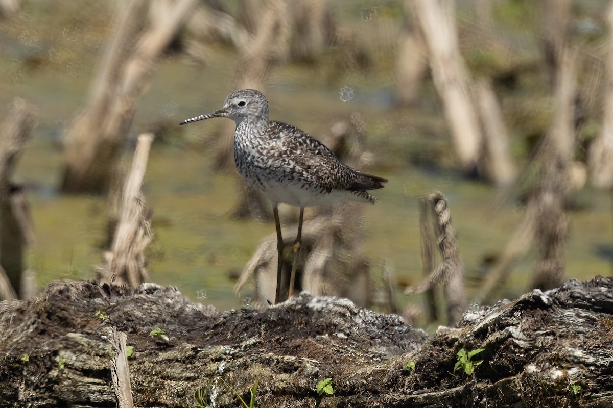 Solitary Sandpiper - ML639077769